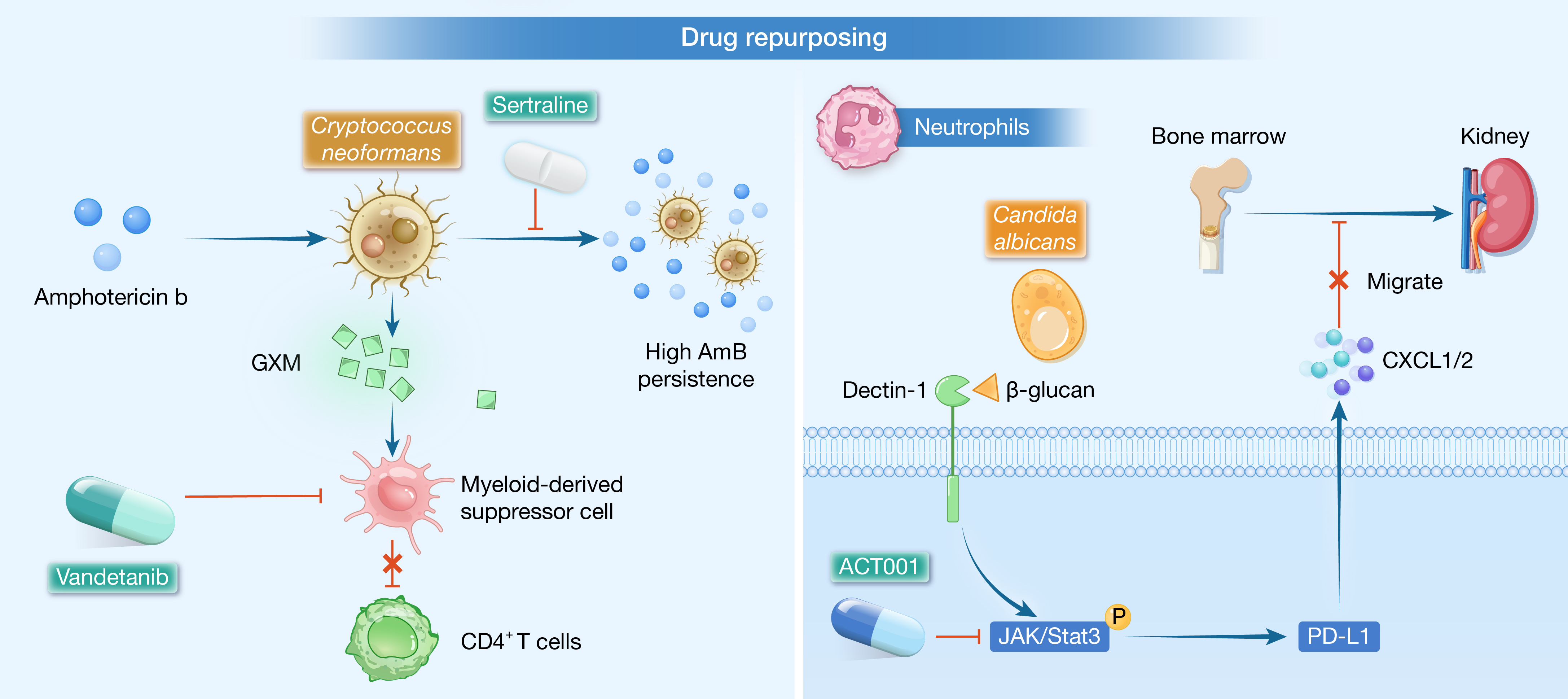 HLIFE-D-25-00206-Review-贾鑫明_Fig4(2 column).jpg
