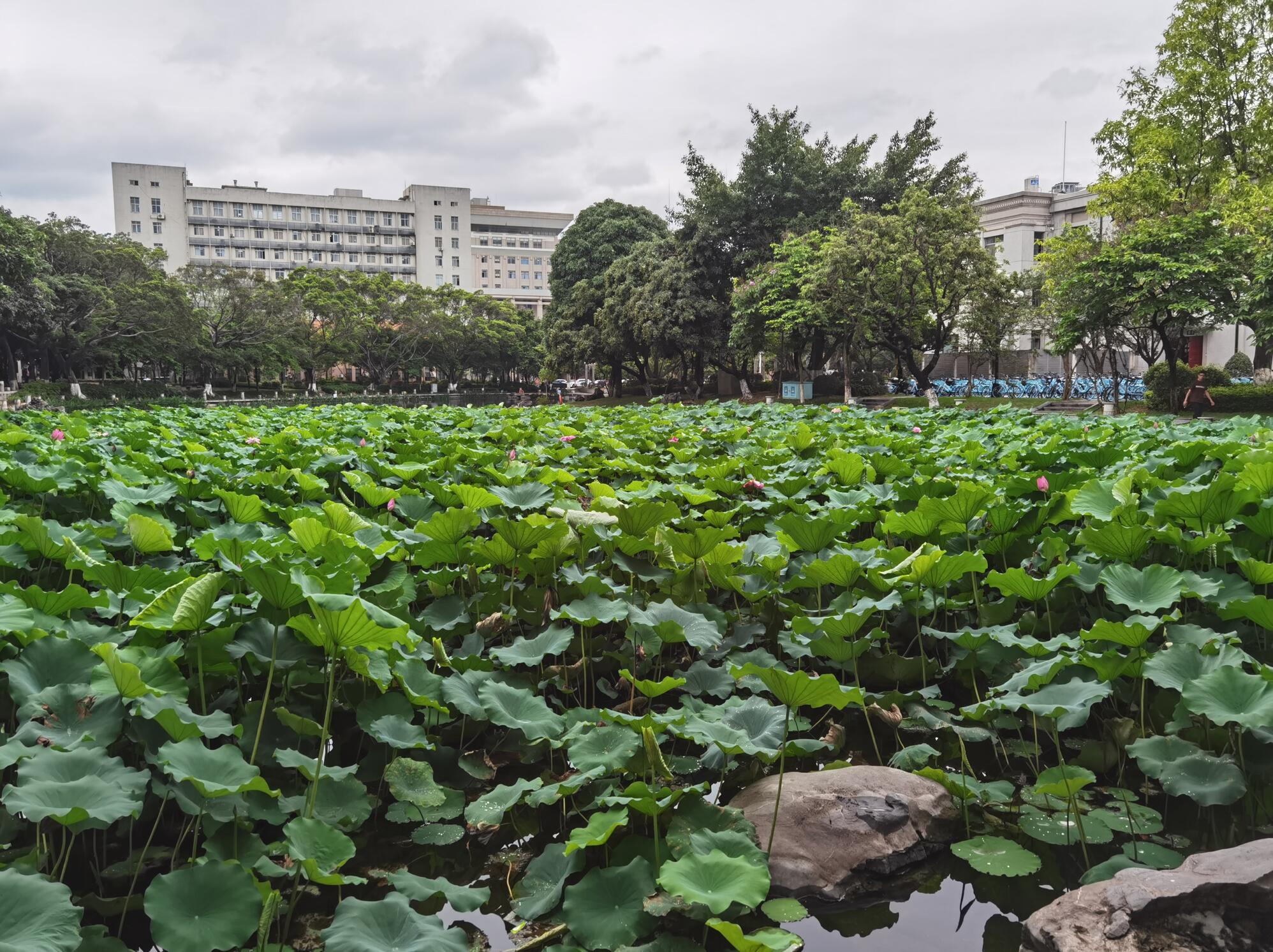 南宁广西大学校园阴天10.jpg