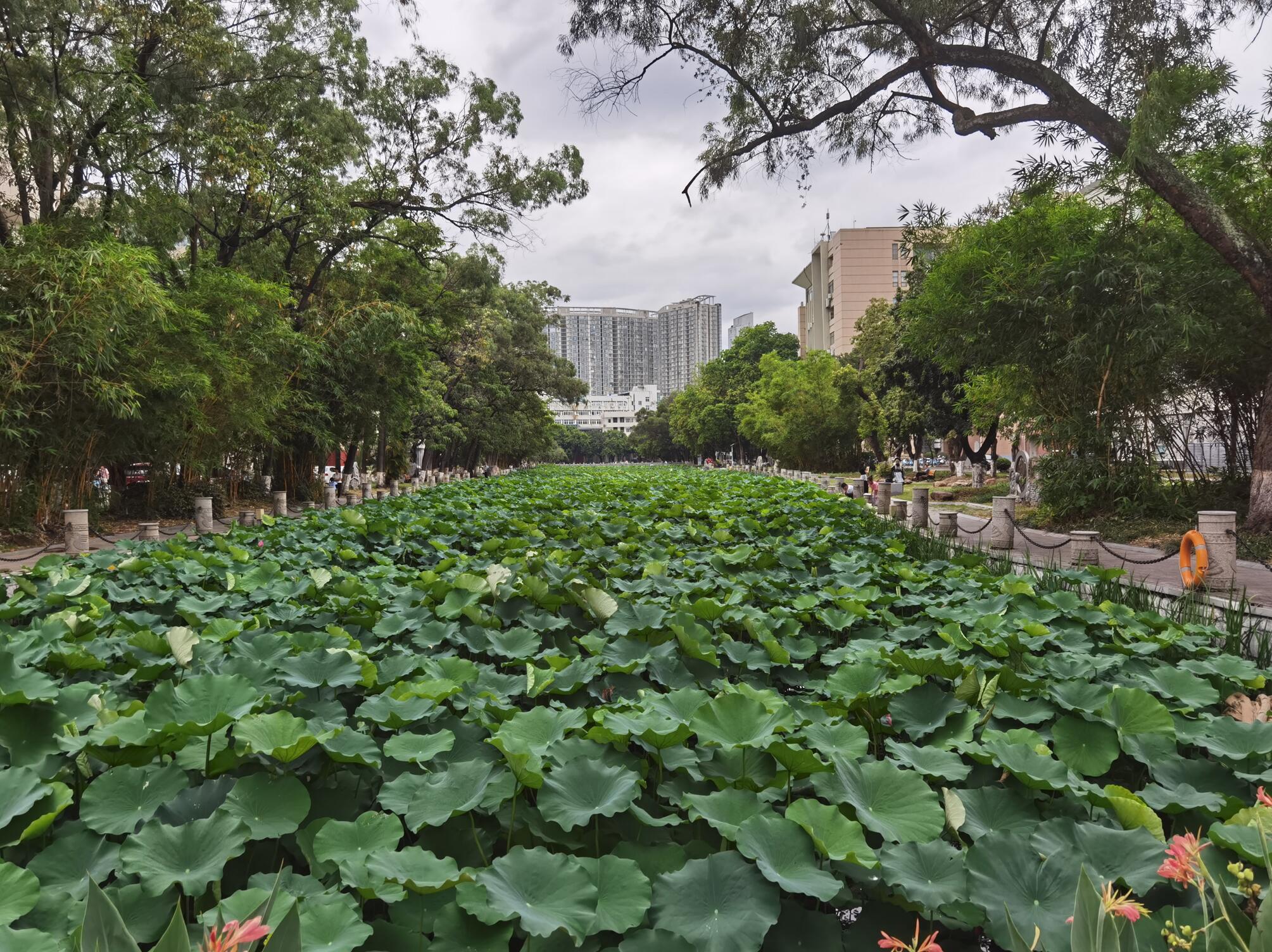 南宁广西大学校园阴天12.jpg