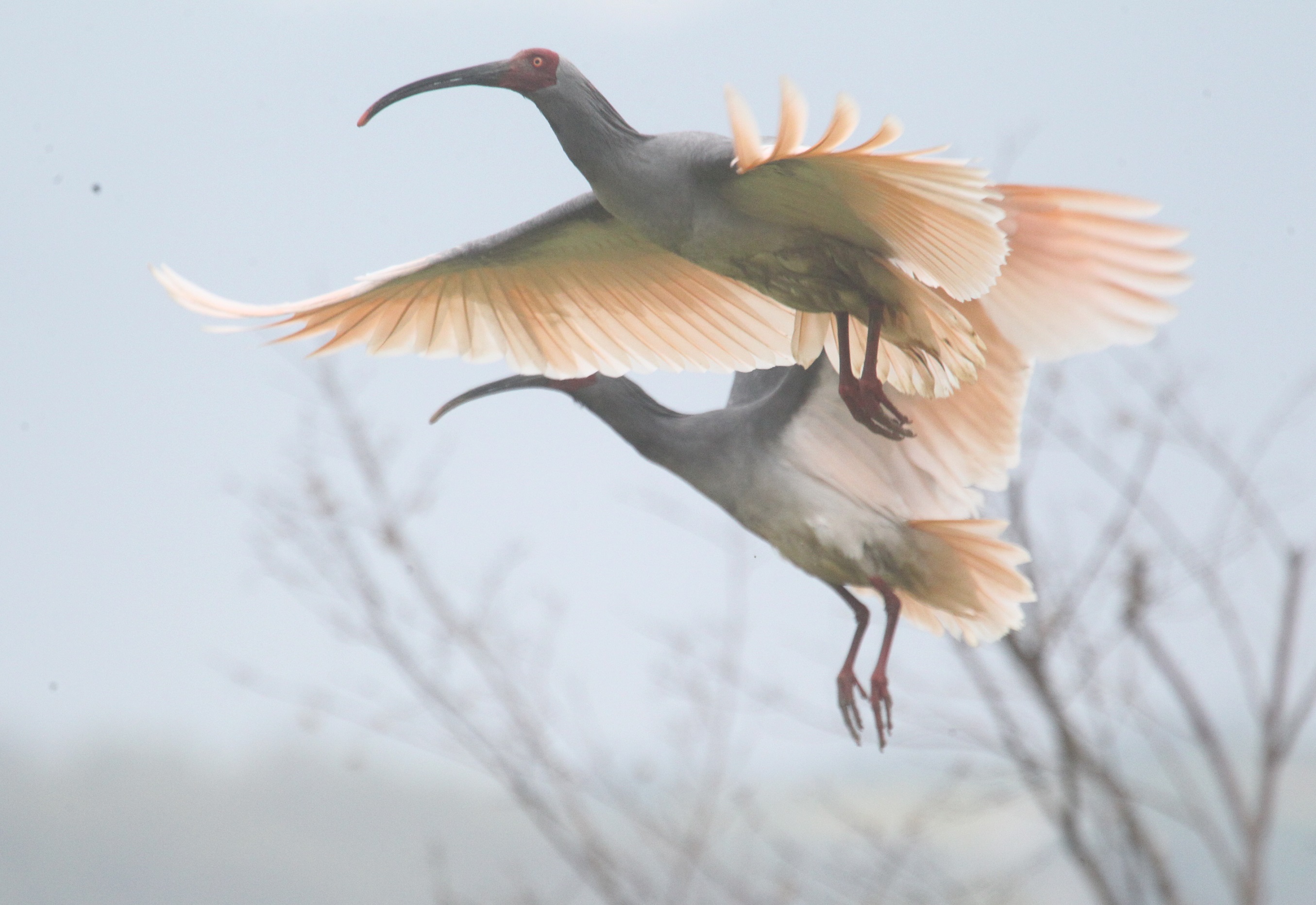 ˫��ͼ ������_0051a.jpg