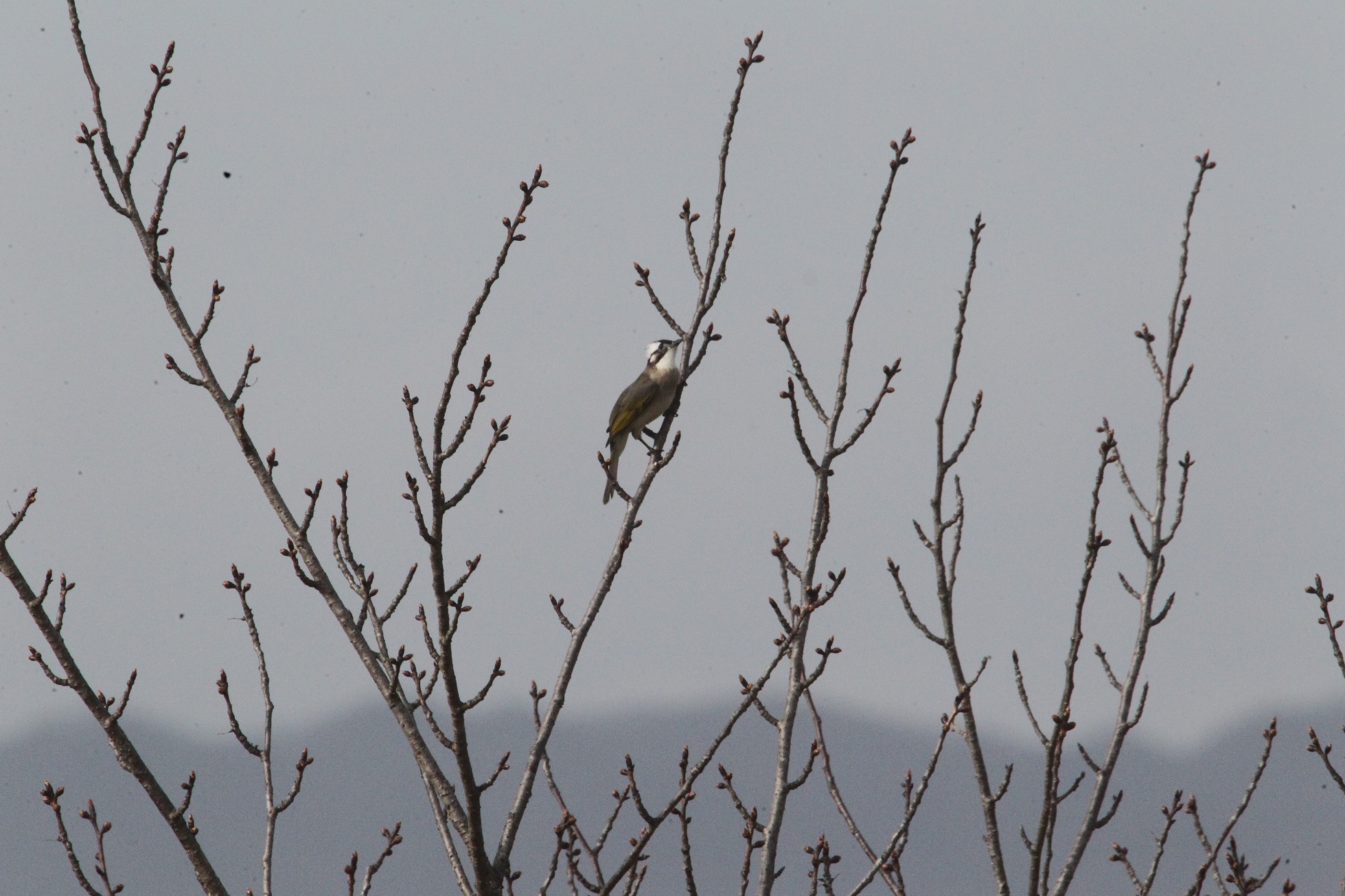 ��ͷ�� ������_9233a.jpg