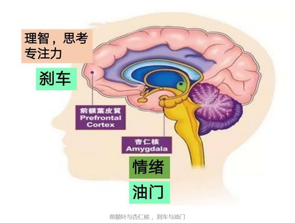 前额叶杏仁核.jpg