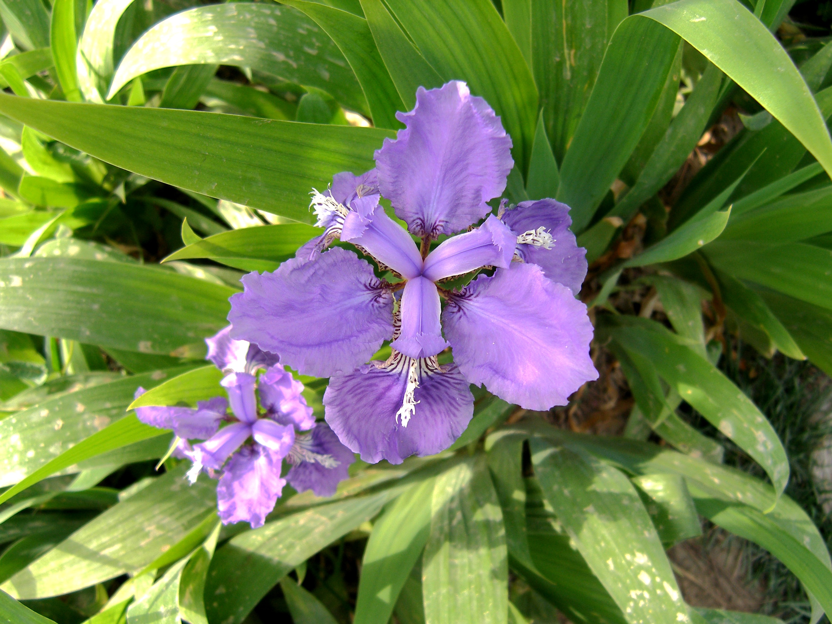 031�β�� �βIris tectorum Maxim.������1 ��������_����.jpg