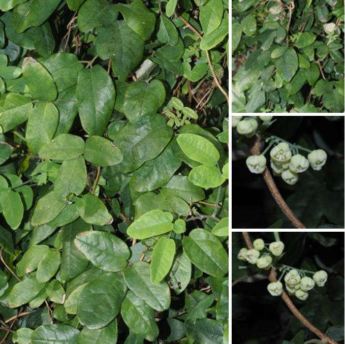 ͼ1 ������ Boquila trifoliata.png