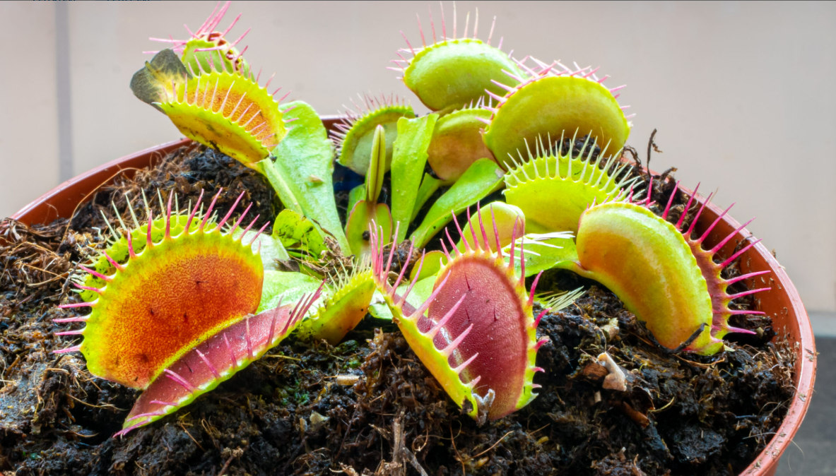 ��Ӭ�ݣ�Dionaea muscipula��2.png
