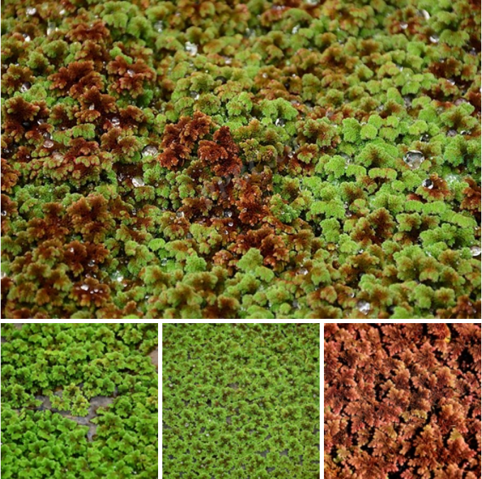 ϸҶ������ާ��Azolla filiculoides��.png