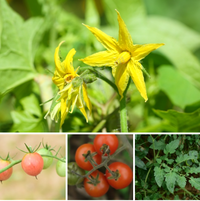 ���ѣ�Solanum lycopersicum��.png