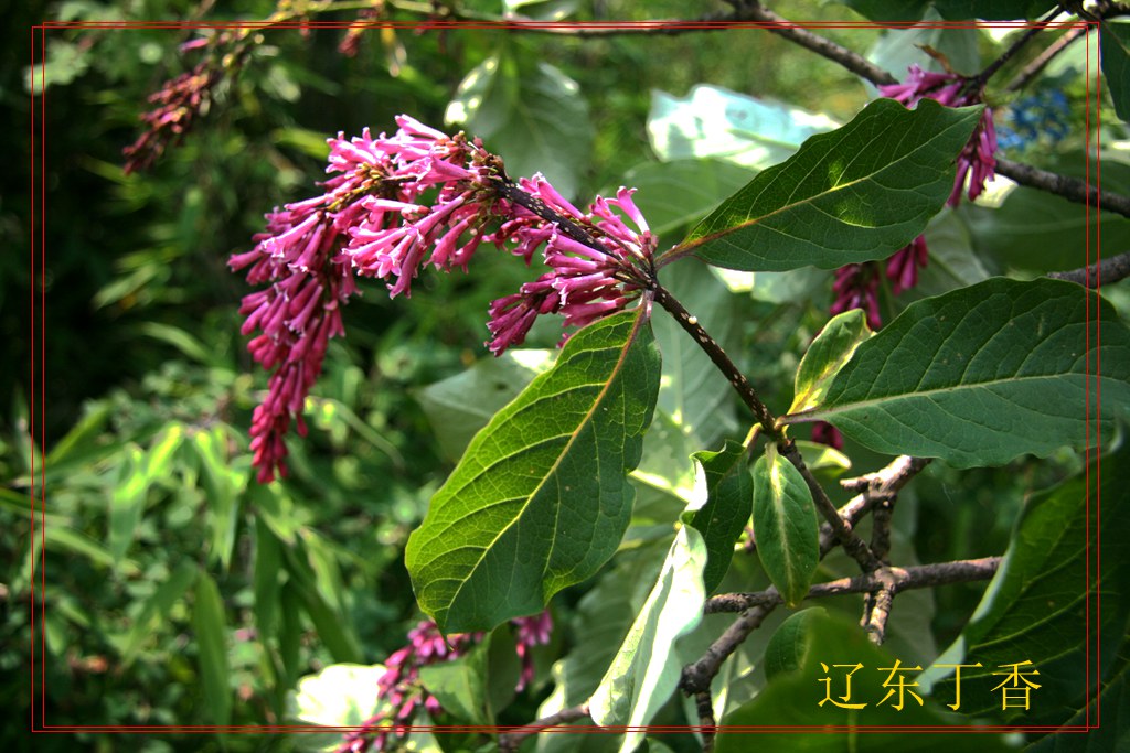 143ľϬ�� �ɶ�����Syringa wolfii Schneid.ֲ�� ����ƽ����2300m_����.jpg