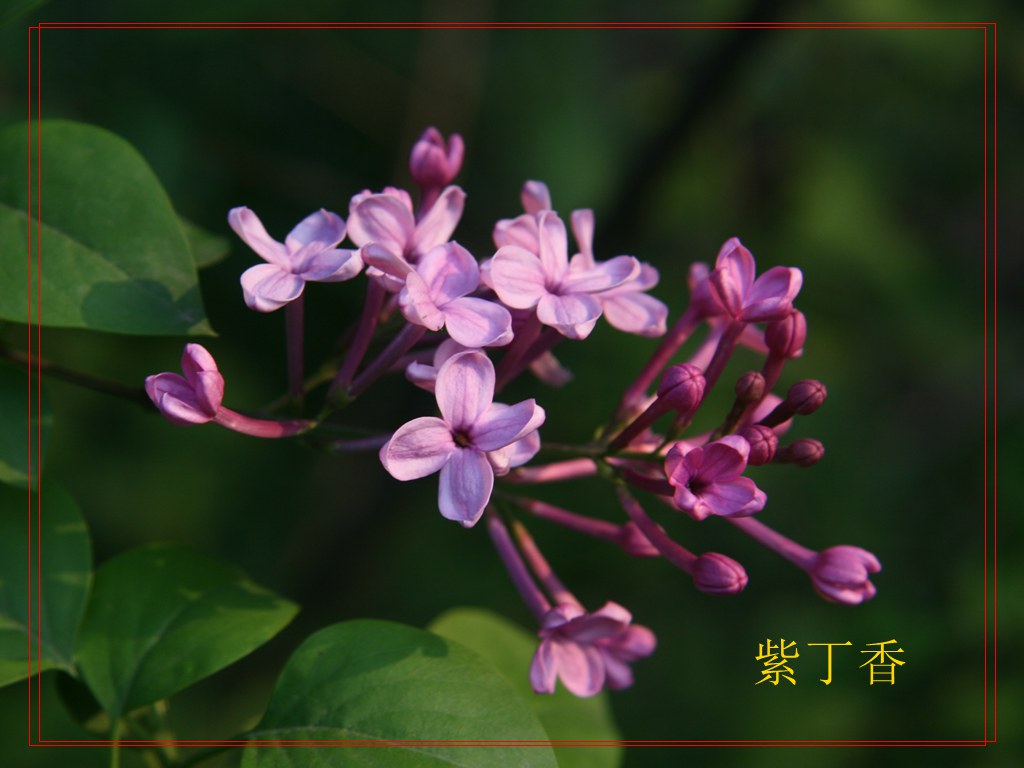 143ľϬ�� �϶���Syringa julianae Schneid.���� �������칫԰_����.jpg