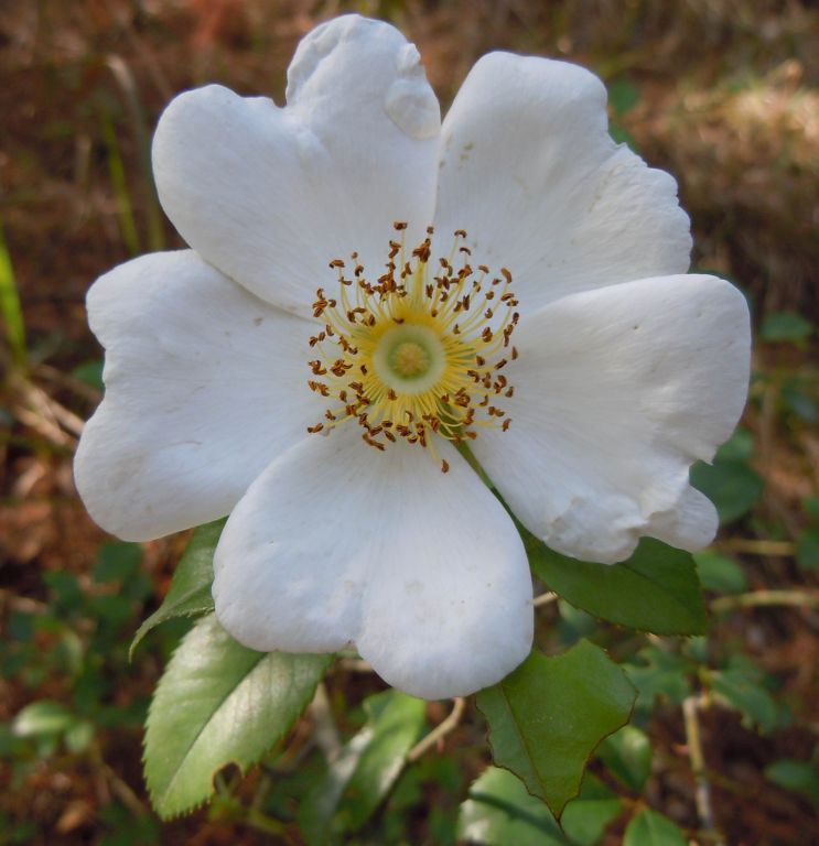 山野刺花蔷薇