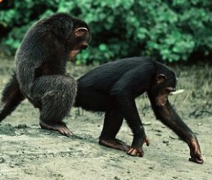 观察黑猩猩的性行为与性关系图