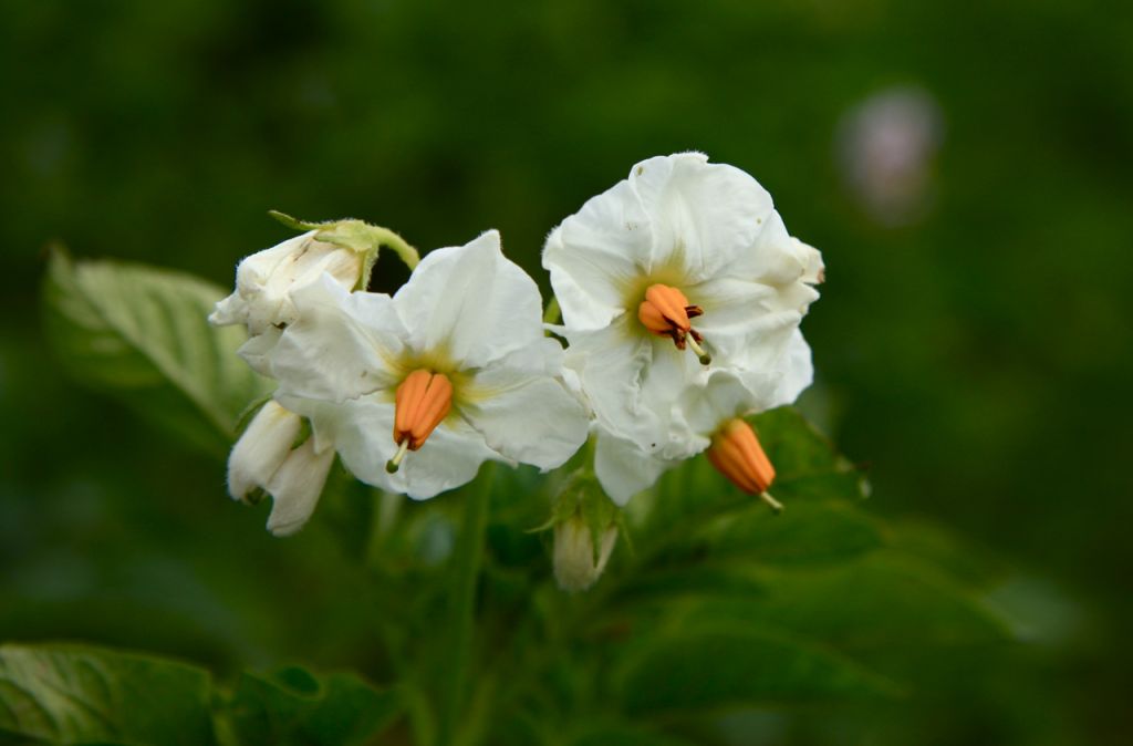 胡麻花(是芝麻的一種,叫黃芝麻),3. 藿香,唇形科4. 銀柴胡,石竹科5.