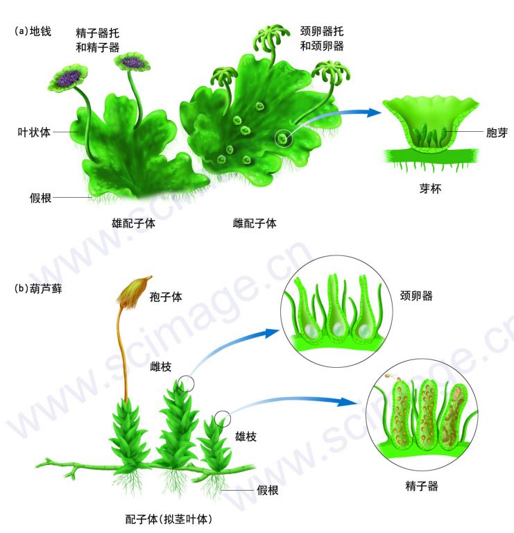 苔藓植物生活史图解图片