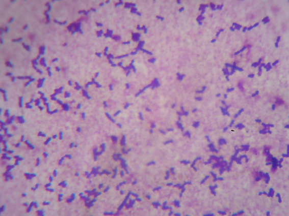 活菌染色图片