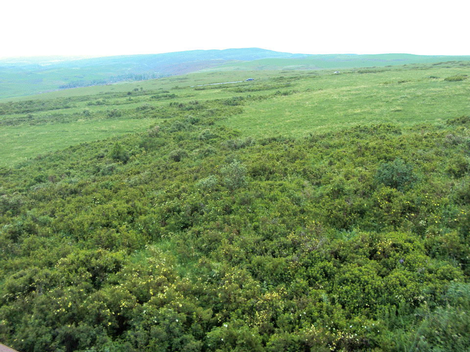 游新疆塔斯特风景区赏青山绿草