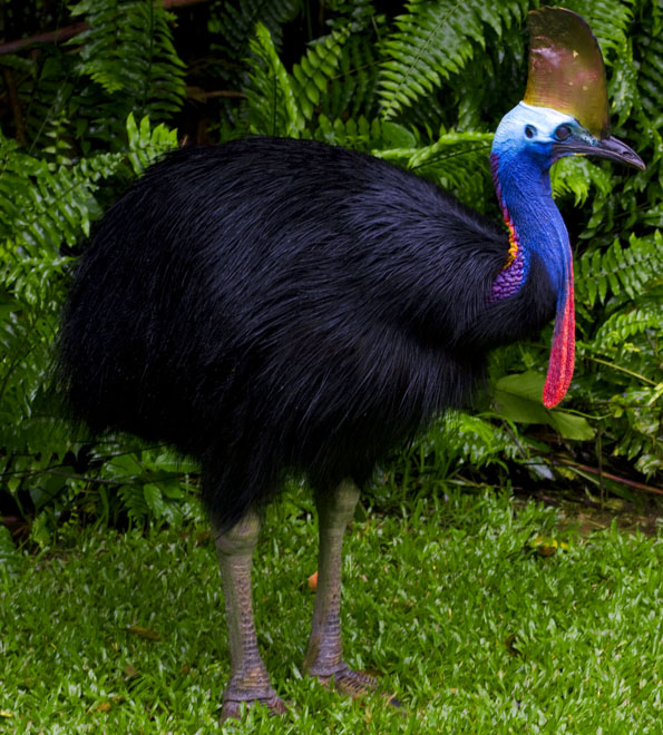 世界上最危险的鸟类cassowary