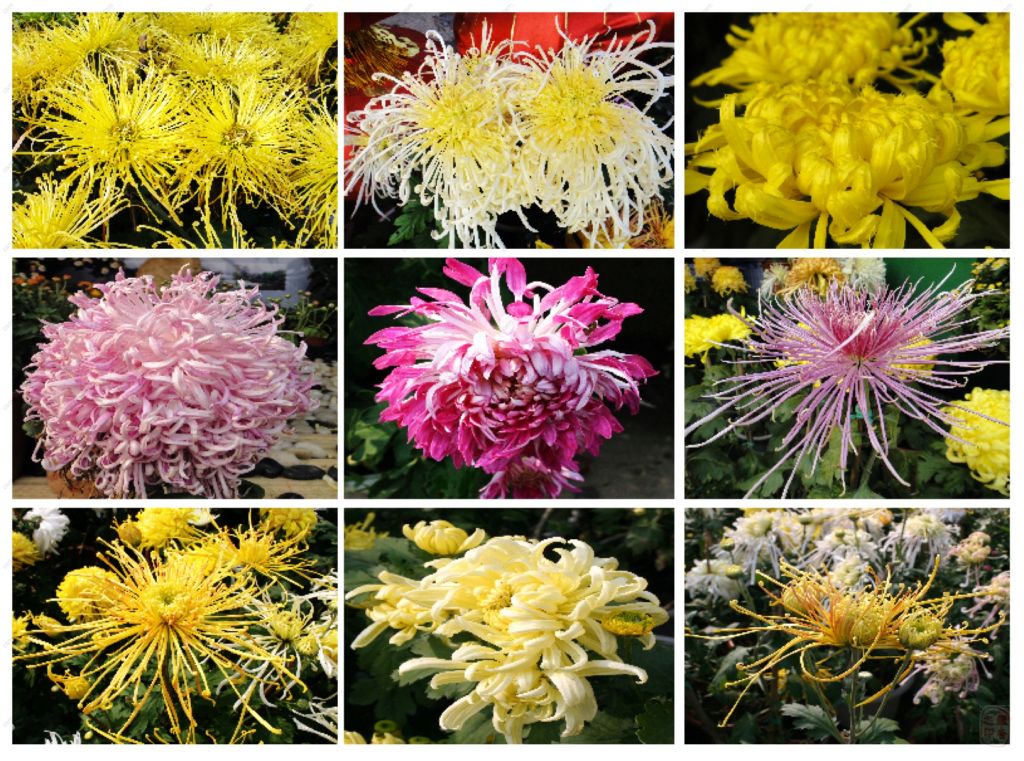 菊花品种名称大全图片