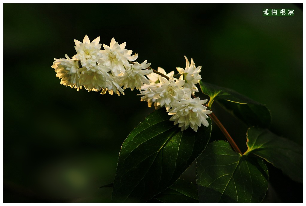 野花系列白花重瓣溲疏