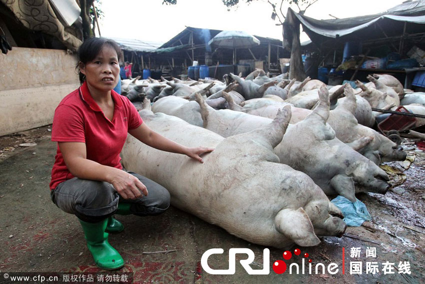 腾起一股蓝烟,发出惨叫声后,53头猪一命呜呼
