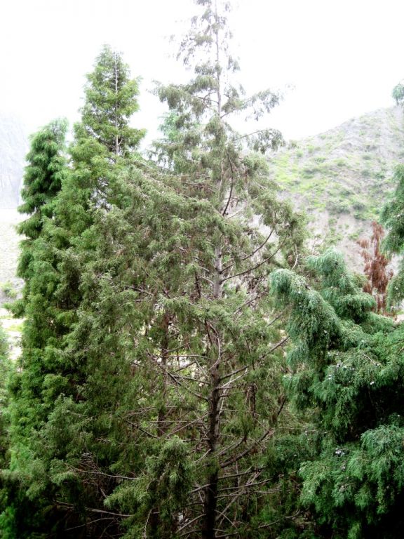 山中的柏子树