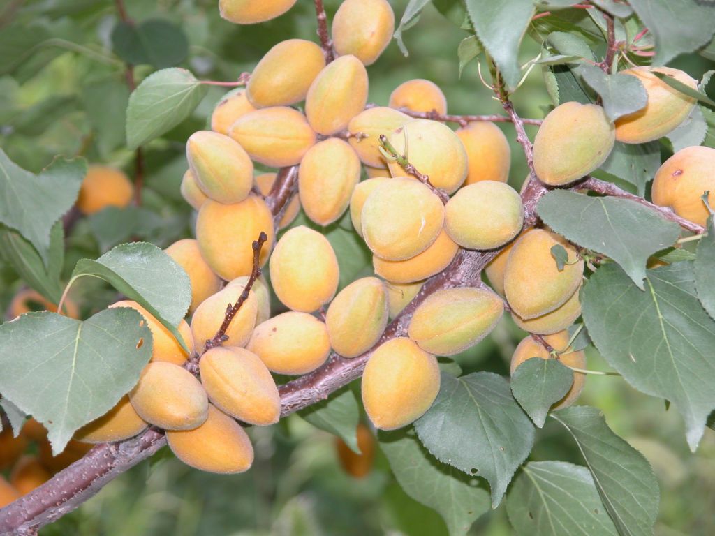 科学网—大扁杏结果状 - 大扁杏和鲜食杏