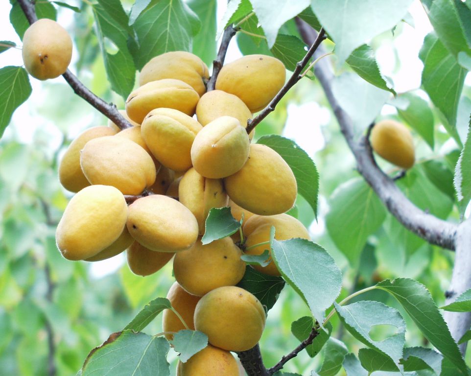 科学网—大扁杏结果状 - 大扁杏和鲜食杏