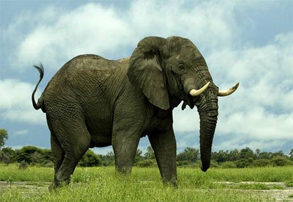 大象尾巴的作用图片