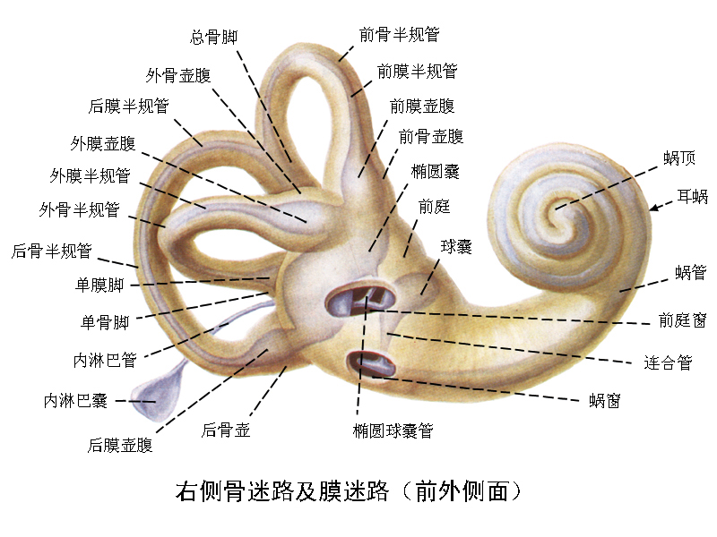 卵圆窗膜和圆窗膜图片图片