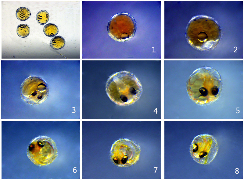 鱼卵孵化成小鱼过程图片