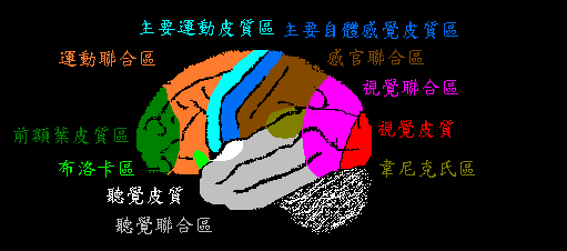 並在大腦皮質神經網絡形成特定的神經迴路及相應的功能區