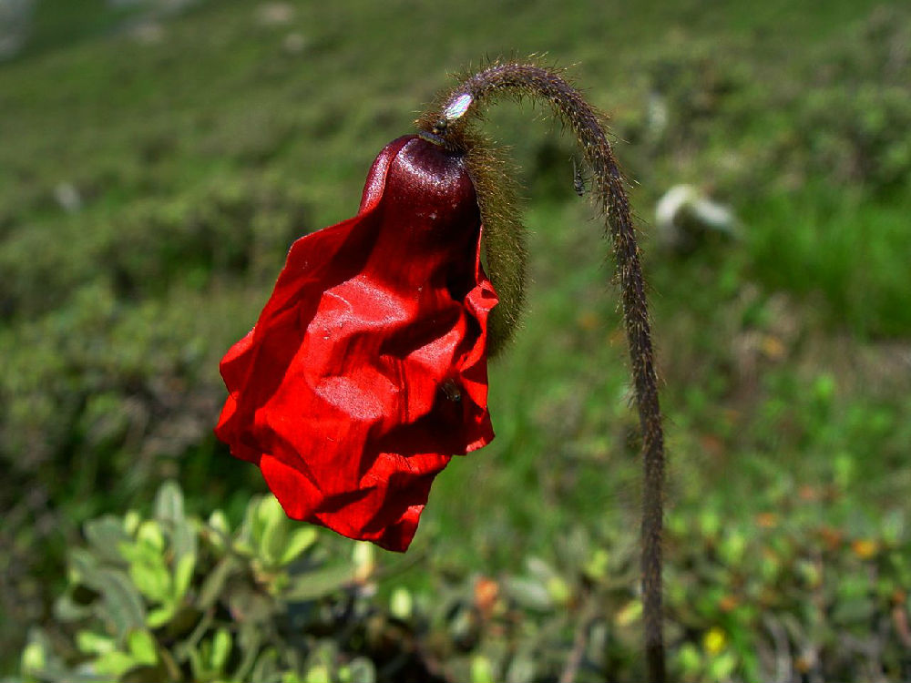 红色fashion-青藏高原科研散记之红花绿绒蒿
