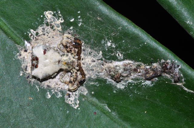 叶片上的鸟粪蛛,形如干掉的鸟屎,背上有黑点如种子禾草叶片上的鸟粪蛛