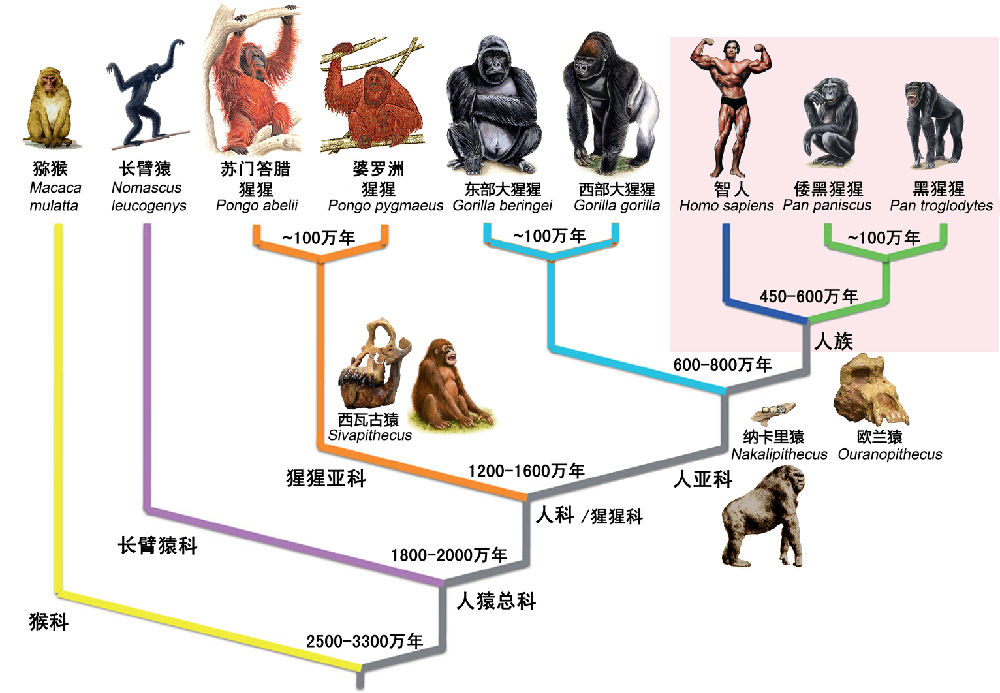 东亚人种起源图片