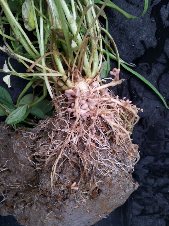 一些豆科植物根瘤图片看看豆科植物的生物固氮作用有多强大