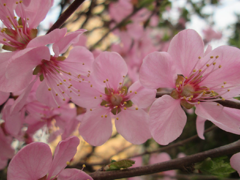 樱桃树开花的图片大全图片