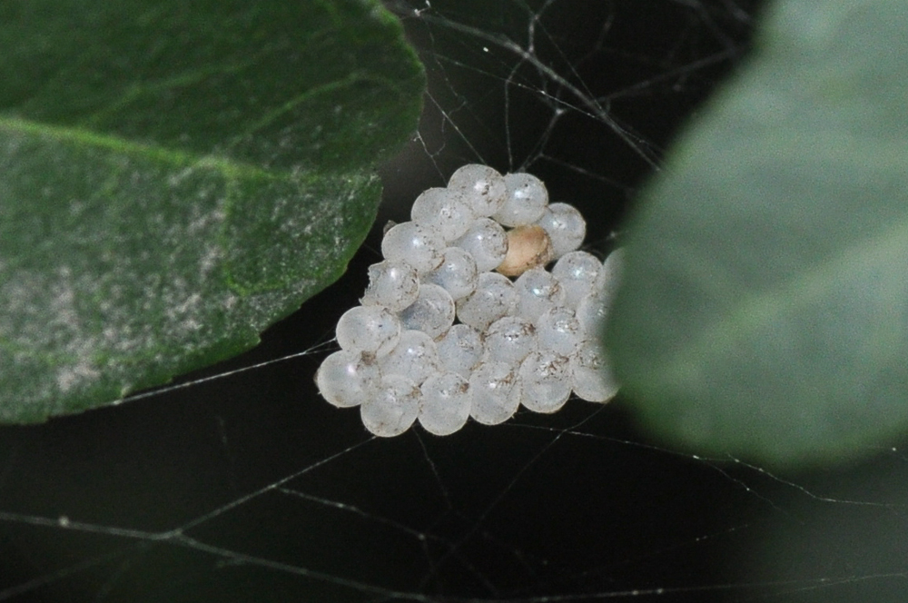 蜘蛛产卵排卵图片