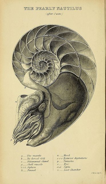 鹦鹉螺素描图片