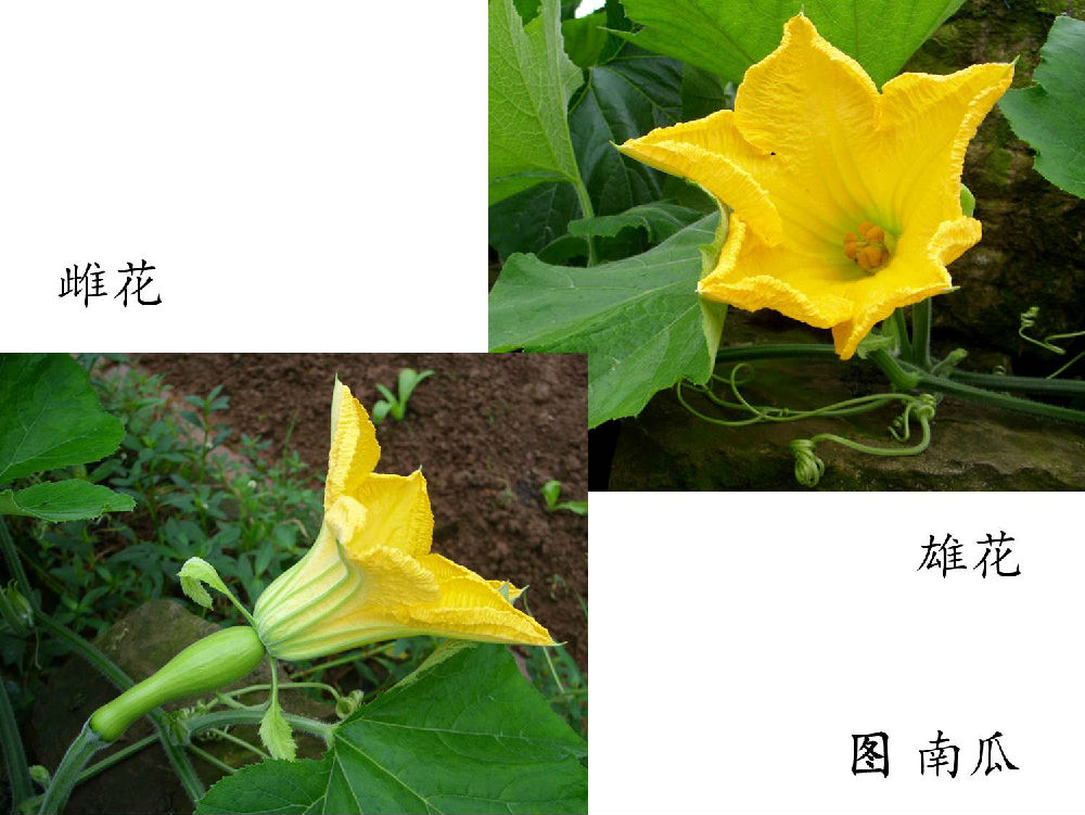 雌雄同花的植物图片