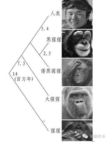 猩猩的分类等级示意图图片