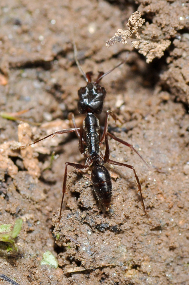 猎镰猛蚁vs大齿猛蚁图片