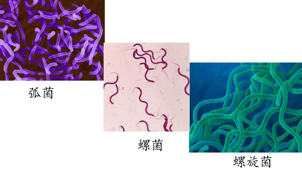 螺旋菌形态图片