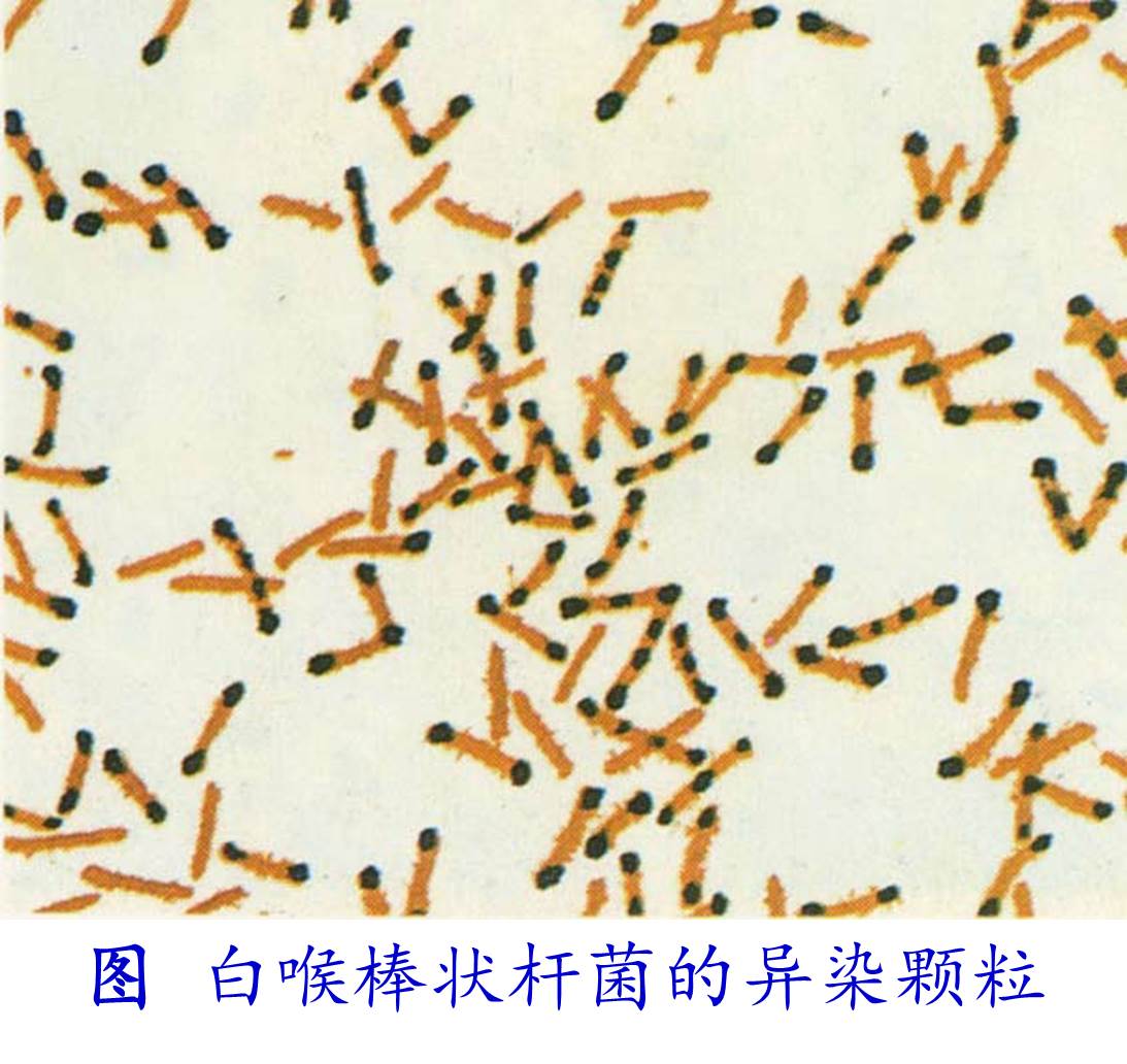 白喉棒状杆菌培养基图片