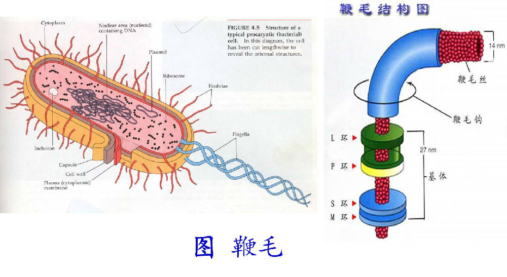 变形杆菌鞭毛手绘图片