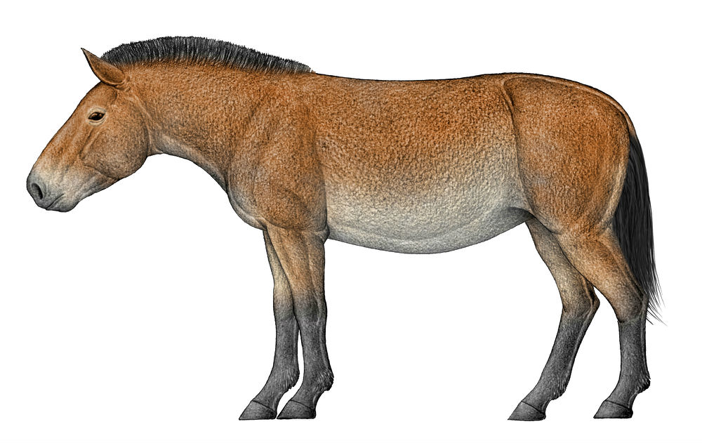 始祖马身长图片
