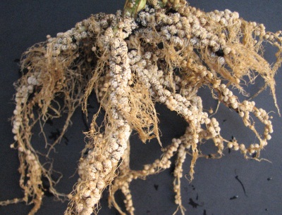 一些豆科植物根瘤图片看看豆科植物的生物固氮作用有多强大