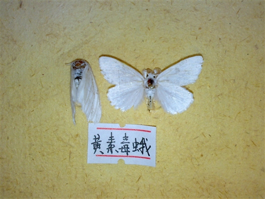 科学网—芋单线天蛾(theretra oldenlandiae oldenlandiae) - 脐橙园