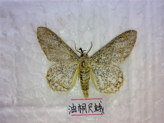 科学网—芋单线天蛾(theretra oldenlandiae oldenlandiae) - 脐橙园