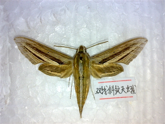 科学网—粉蝶灯蛾(ctemera plagifera) - 脐橙园灯诱昆虫 light