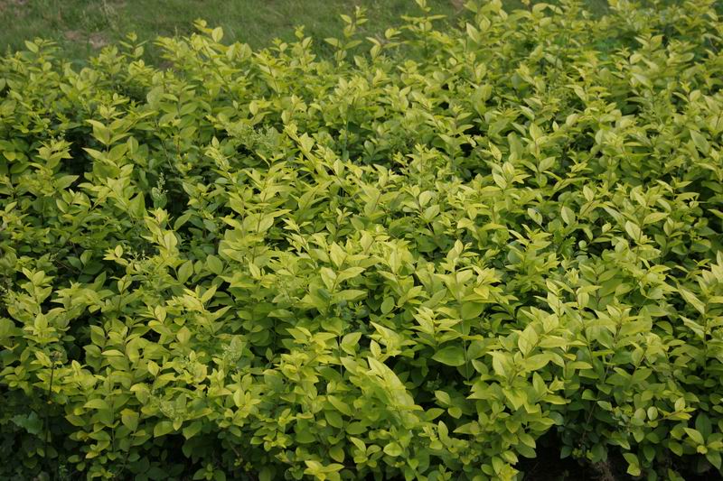 科学网—金边七里香 卫矛科 - 花卉照片1