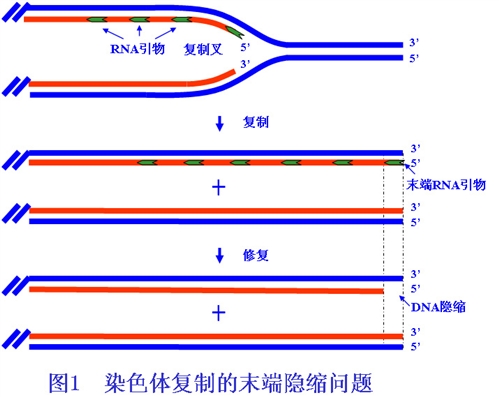 科学网—端粒和端粒酶 toptip的相册